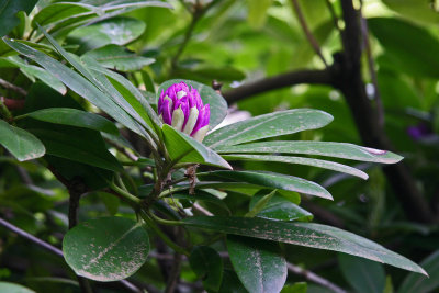 Bud of Rhododendren