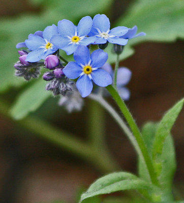 Forget Me Not Buds