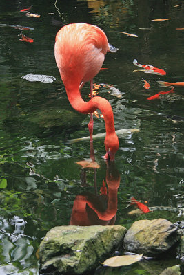 Tracy Hindle - Reflections - Flamingo