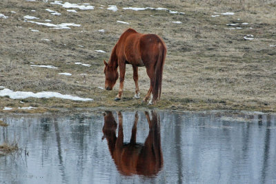 Tracy Hindle - Reflections - Zarr