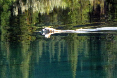 Grant Shea - Reflections - Dog reflection 1