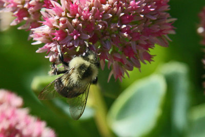 Closeup - Bumble Bee