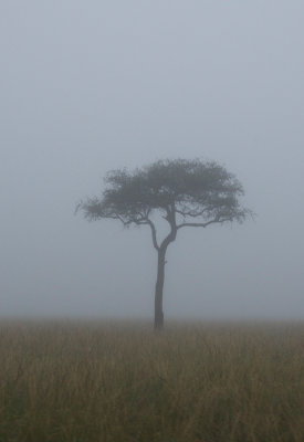 Garry Ziegenhagel - Foggy Tree