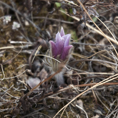 Bruce Smith - Crocus