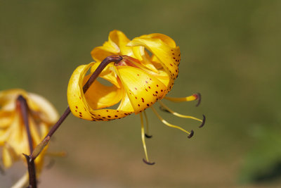 Bruce Smith - Shallow Depth of Field