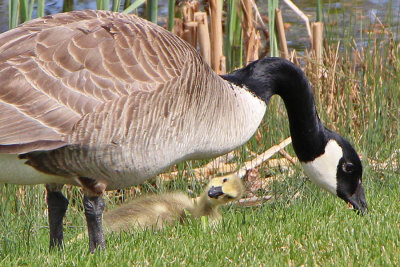 Tracy Hindle - Baby Canada Goose