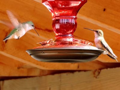 Diane Werbisky - Hummingbirds