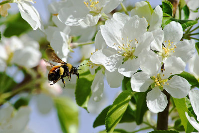 Don Campbell - Bumble Bee