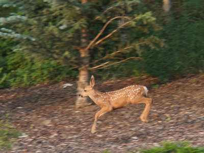 Smokey Seidel - Fawn