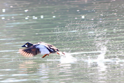 Tracy Hindle - Male Common Goldeneye
