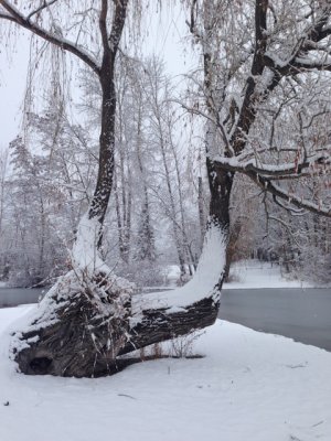 Diane Werbisky - Frost 1