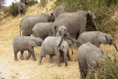 Bob Campbell - Elephant Herd Babies