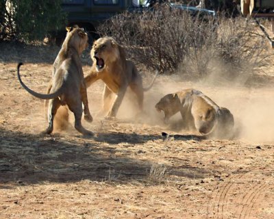 Bob Campbell - Samburu Lions