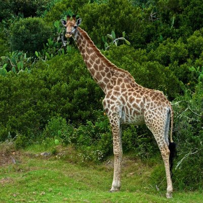 Don Campbell - Giraffe