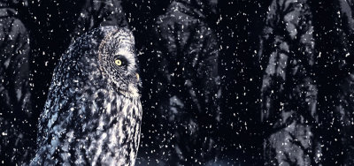 Suzane Whitney - Owl