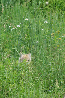 Tracy Hindle - Arctic Wolf Pup Hiding In The Grass