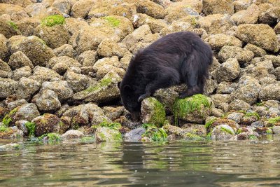 Suzan McEvoy - Bear on Vancouver Island