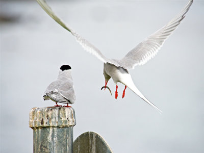 Don Campbell - Bird #2