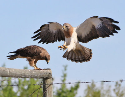 Tracy Hindle -  Male and Female Swainson Hawk