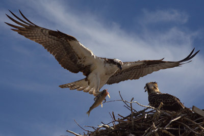 jo-Anne Oucharek - Osprey