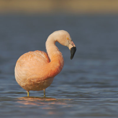 Flamingo/Greater Flamingo
