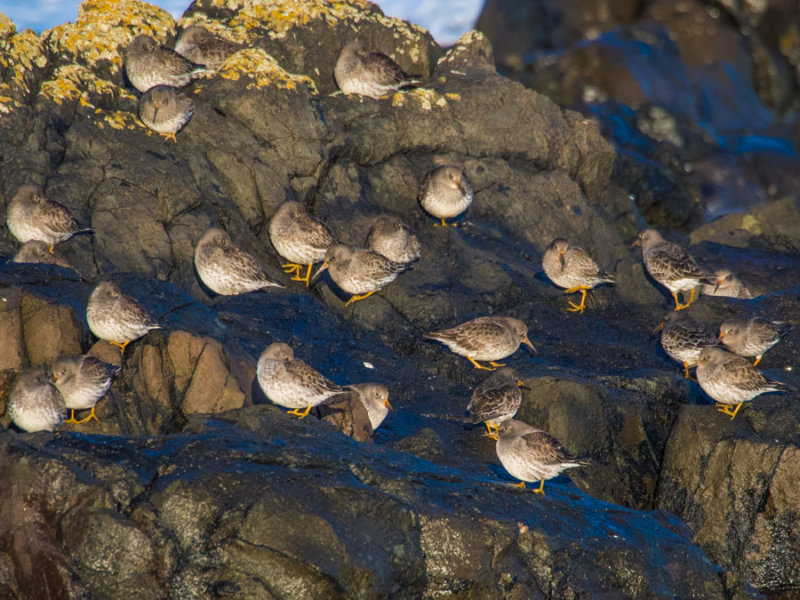 Purple Sandpipers