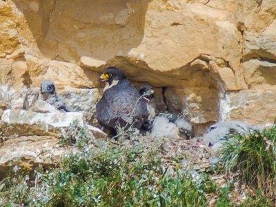 Peregrine and young