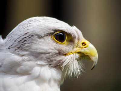 Saker