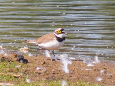 Little ringed Plover