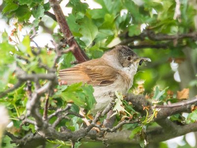 Whitethroat