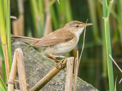 Reed Warbler