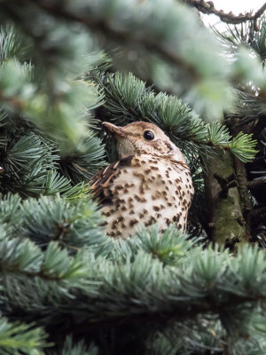 Song Thrush juv.