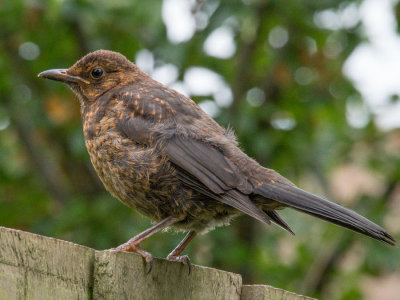 Blackbird juv.