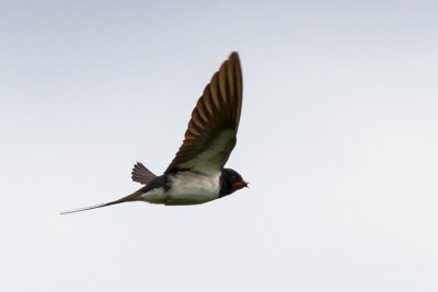 Swallow