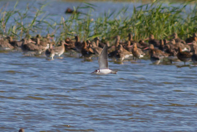 Black Tern
