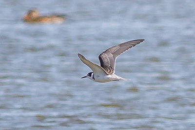 Black Tern