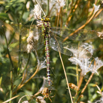 Southern Hawker