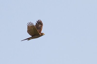 Sparrowhawk