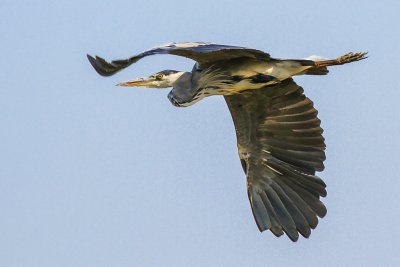 Grey Heron