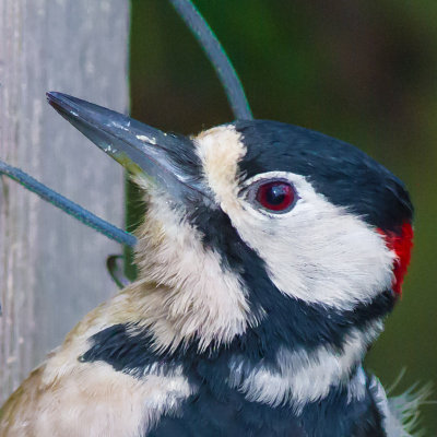 Great Spotted Woodpecker