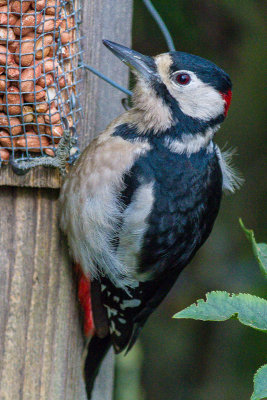 Great Spotted Woodpecker