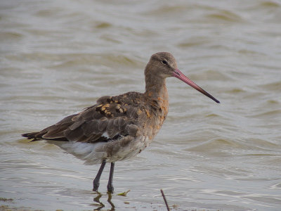 Black-tailed Godwit