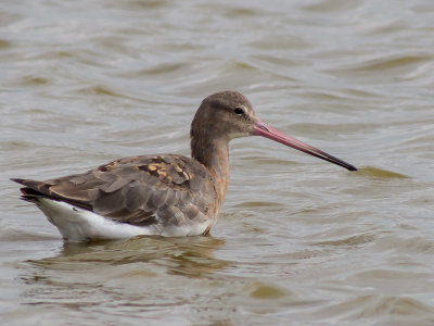 Black-tailed Godwit