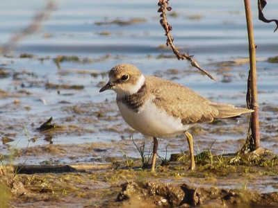 Little Ringed Plover
