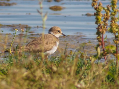 Little Ringed Plover