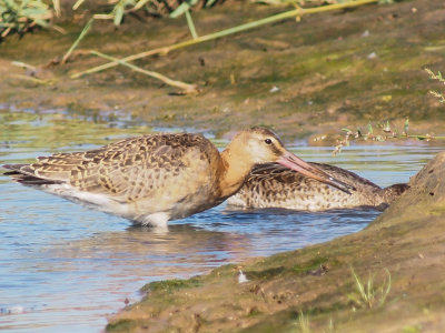 Black Tailed Godwit