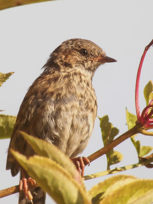 Dunnock