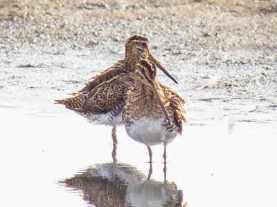 Snipe