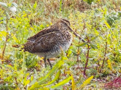 Snipe