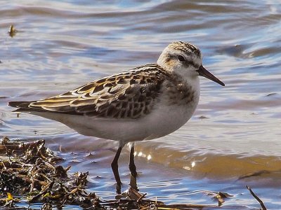 Little Stint